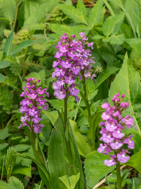 Platanthera psycodes (Small Purple Fringed orchid)