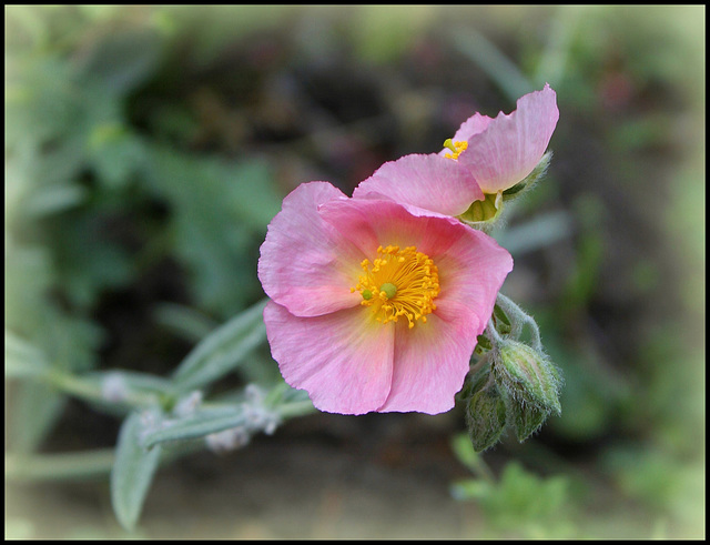 Hélianthème rose (2)