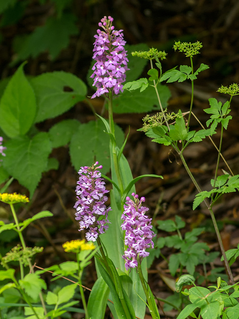 Platanthera psycodes (Small Purple Fringed orchid)