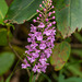 Platanthera psycodes (Small Purple Fringed orchid)