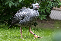 20140508 3020VRAw [D~LIP] Halsband-Wehrvogel (Chauna torquata), Vogelpark Detmold-Heiligenkirchen