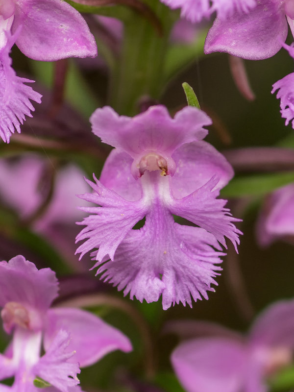 Platanthera psycodes (Small Purple Fringed orchid)