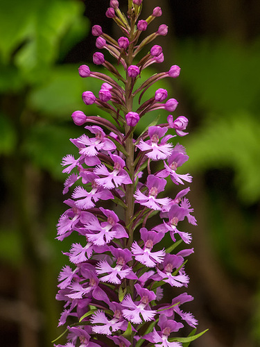 Platanthera psycodes (Small Purple Fringed orchid)