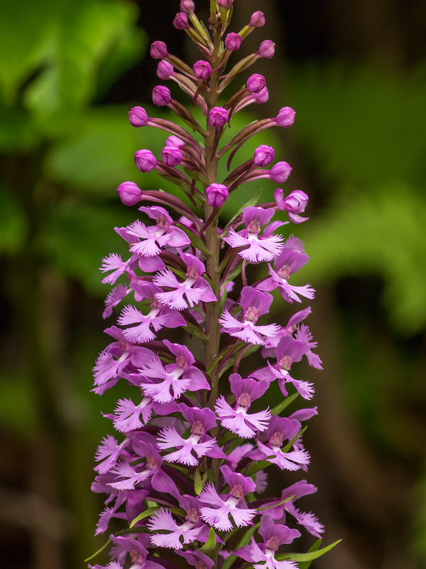 Platanthera psycodes (Small Purple Fringed orchid)