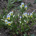 Viola tricolor