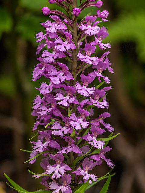 Platanthera psycodes (Small Purple Fringed orchid)