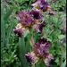 Iris Bewilderbeast (2)