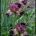 Iris Bewilderbeast (3)