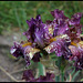 Iris Bewilder Beast (4)