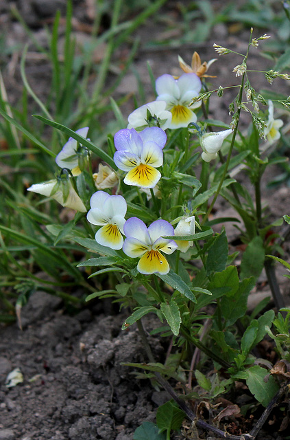 Viola tricolor (2)