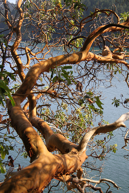 Pacific Madrone