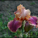 Iris Carnaby (2)