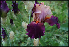 Iris Color Splash