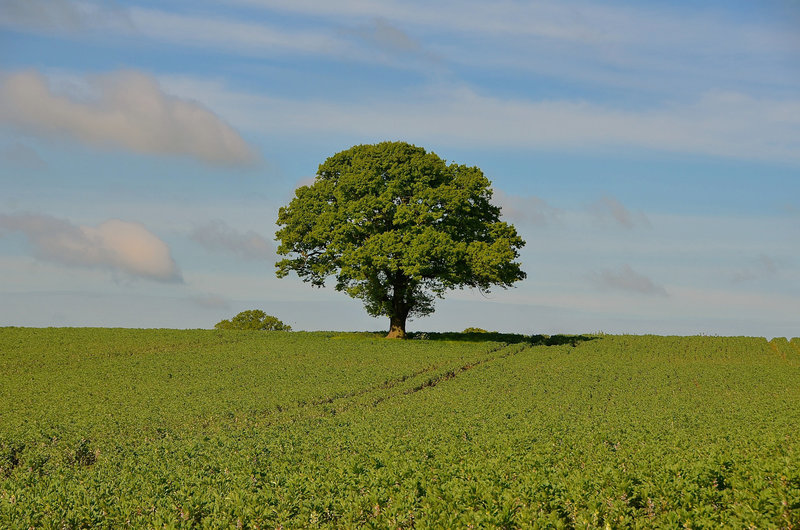 Brewood, Staffordshire
