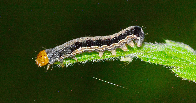 Caterpillar