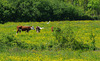 Parc aux oiseaux Villars les Dombes