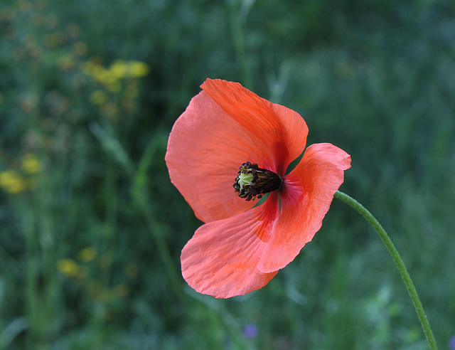 Papaver dubium