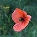 Papaver dubium