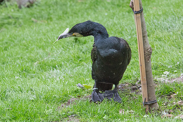 20140508 3008VRAw [D~LIP] Kormoran (Phalacrocorax carbo), Detmold-Heiligenkirchen