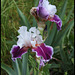 Iris Ringo (2)