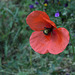 Papaver dubium (2)