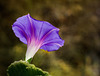 1-10 Project: 1 Morning Glory Blossom