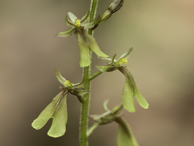 Neottia smallii (Appalachian Twayblade orchid, Kidney-leaf Twayblade orchid)