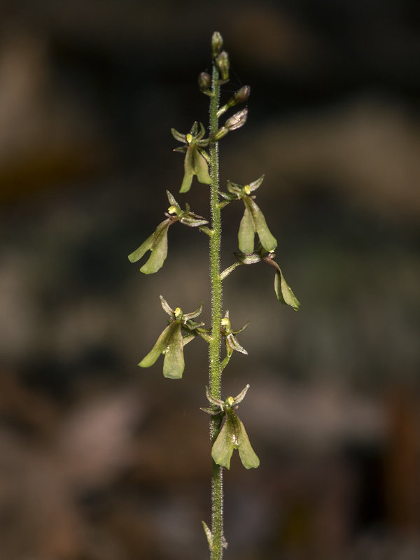 Neottia smallii (Appalachian Twayblade orchid, Kidney-leaf Twayblade orchid)
