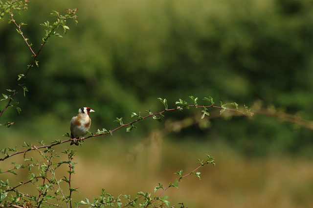 Goldfinch