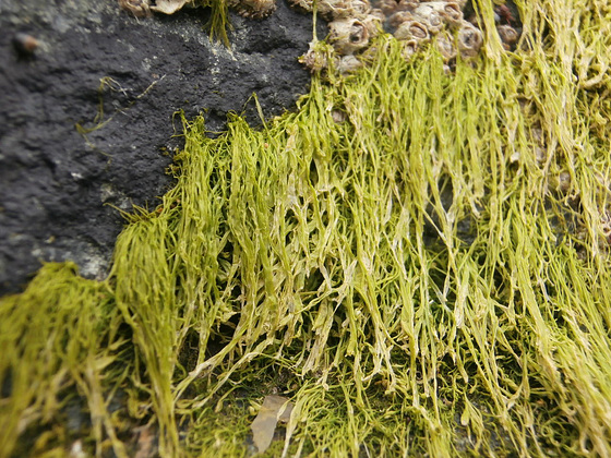 Seaweed stuck to the big rock