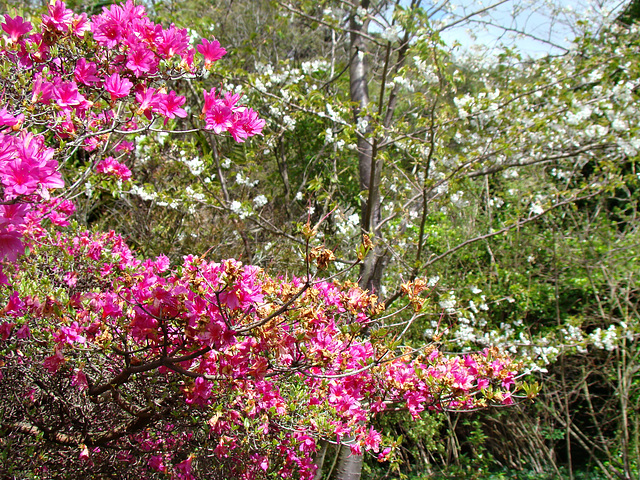 The Joys Of Spring In Rotorua