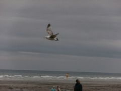Just very windy and the seagulls were having fun