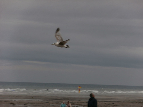 Just very windy and the seagulls were having fun