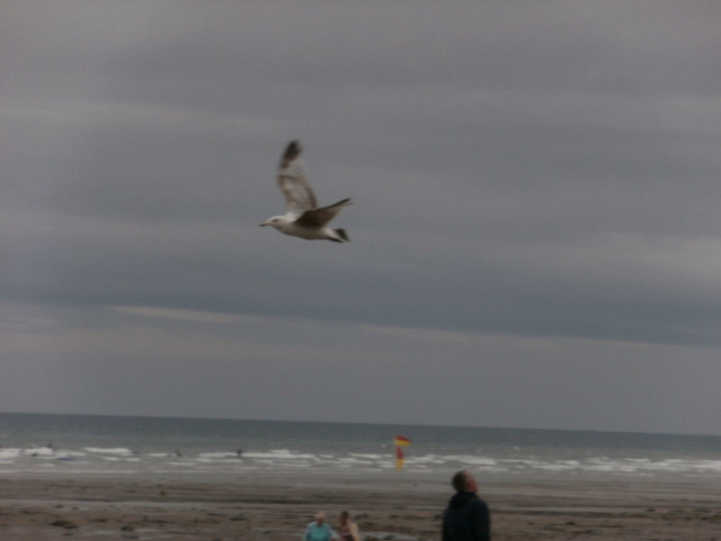 Just very windy and the seagulls were having fun