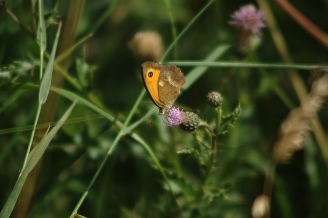 Gatekeeper butterfly