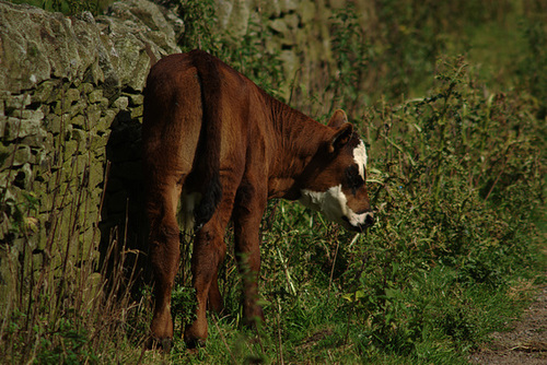 Bull Calf