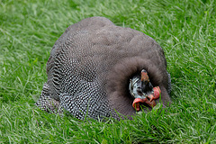 20140508 2997VRAw [D~LIP] Helmperlhuhn (Numida meleagris), Detmold-Heiligenkirchen