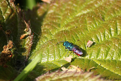 Ruby-tailed Wasp