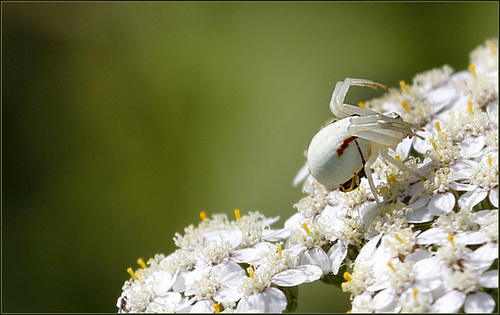 Les deux crabes....