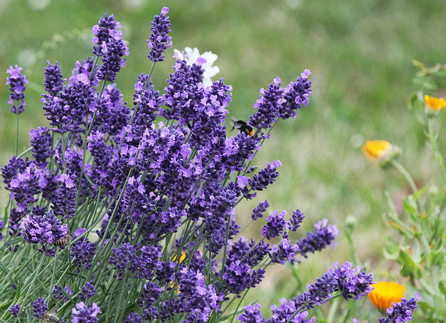 Lavendel