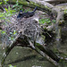 20140508 2990VRAw [D~LIP] Kormoran (Phalacrocorax carbo), Detmold-Heiligenkirchen