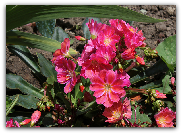 Lewisia