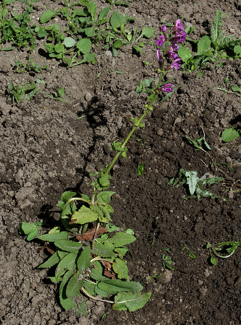 Salvia pratensis