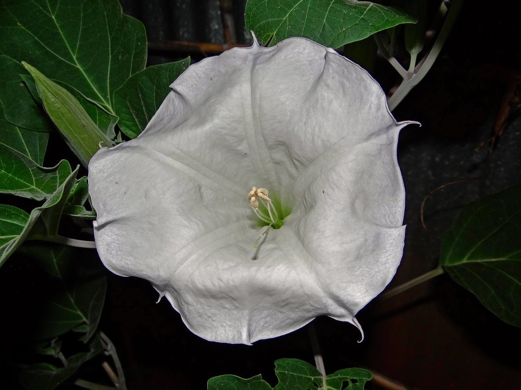 The first Moonflower