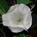 The first Moonflower
