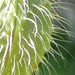 A new poppy plant just getting ready to open..