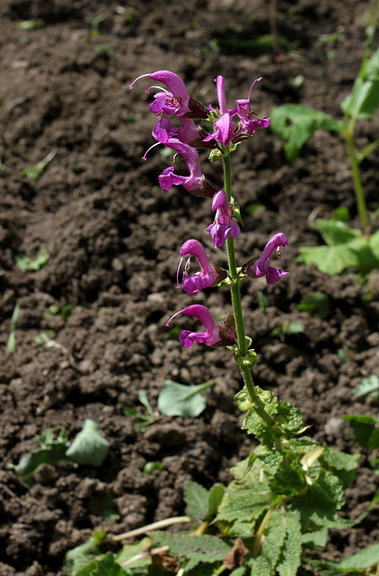 Salvia pratensis (2)