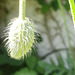 Hairy plant pod of the poppy.....