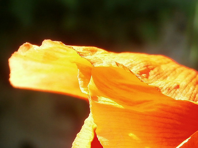 The gorgeous orange petals...........