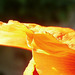 The gorgeous orange petals...........